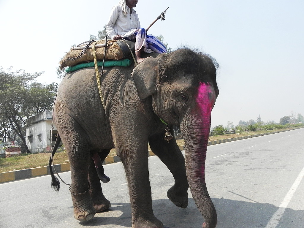 Elephant on road.