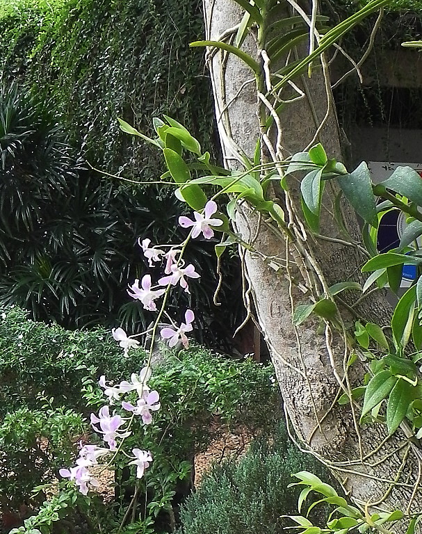 An orchid in Gaia’s Garden in Auroville.