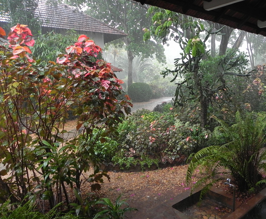 Gaia’s Garden during a monsoon rain.