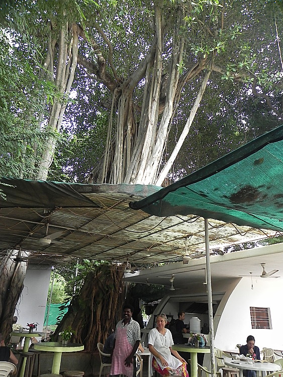 Banyan tree Auroville.