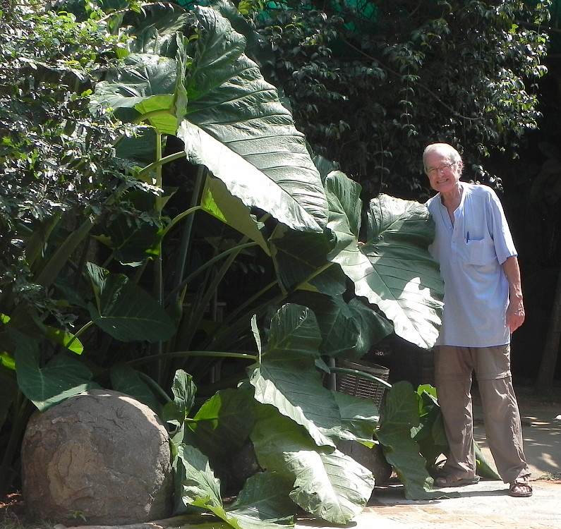 big leaf Auroville.
