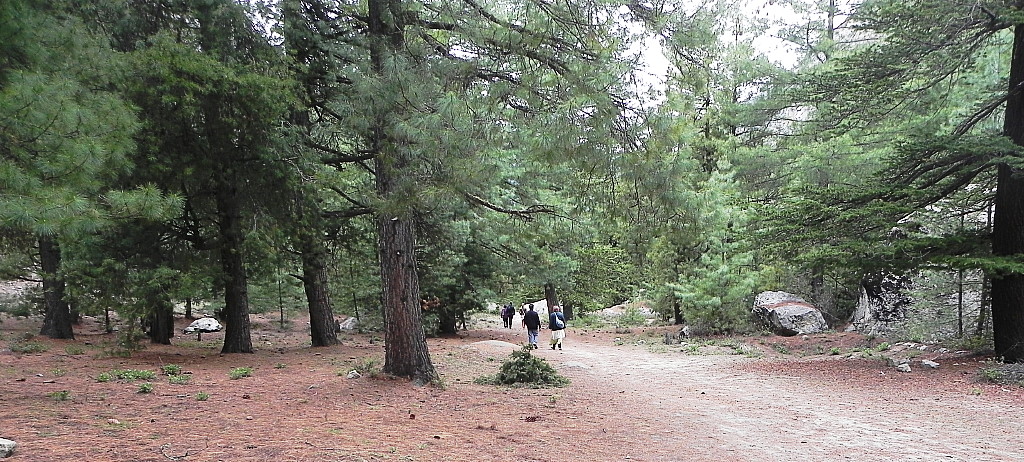 Gangotri forrest.