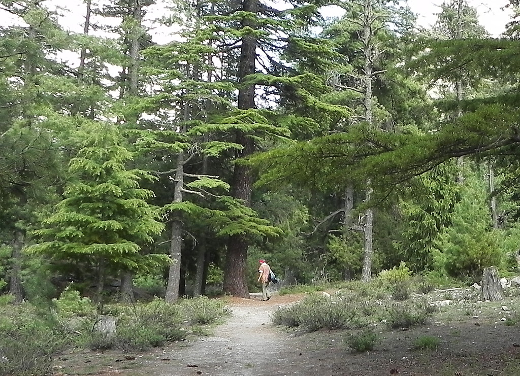 Petra in Gangotri forest.